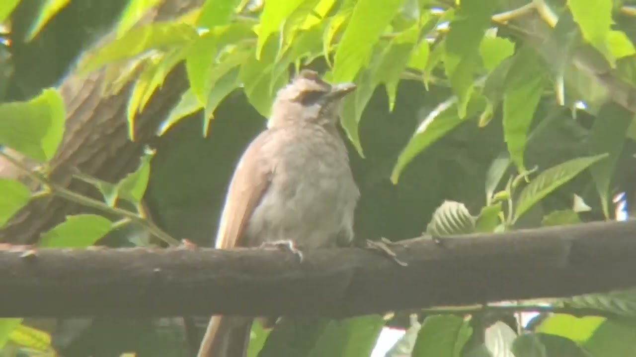 trucukan bird
