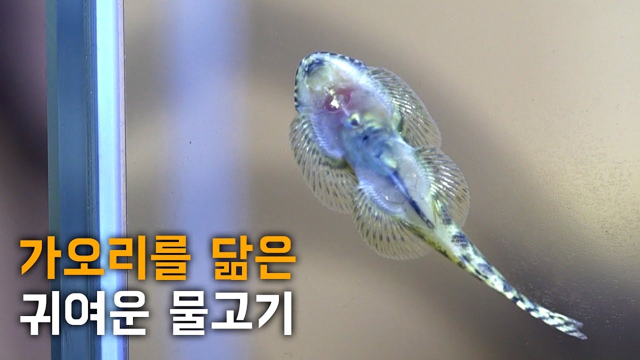 바닥층의 물고기라고 귀엽지 말란 법이 있는가