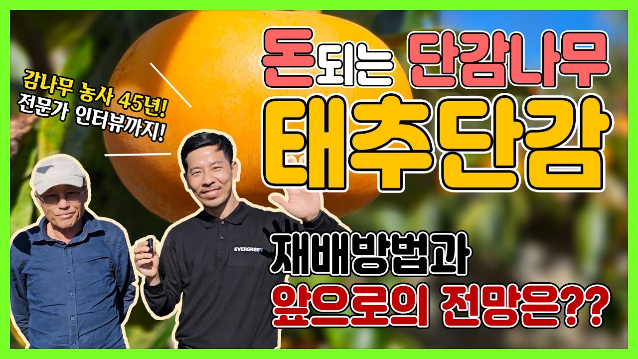 돈 되는 단감나무  태추단감,  재배방법과 앞으로의 전망은??