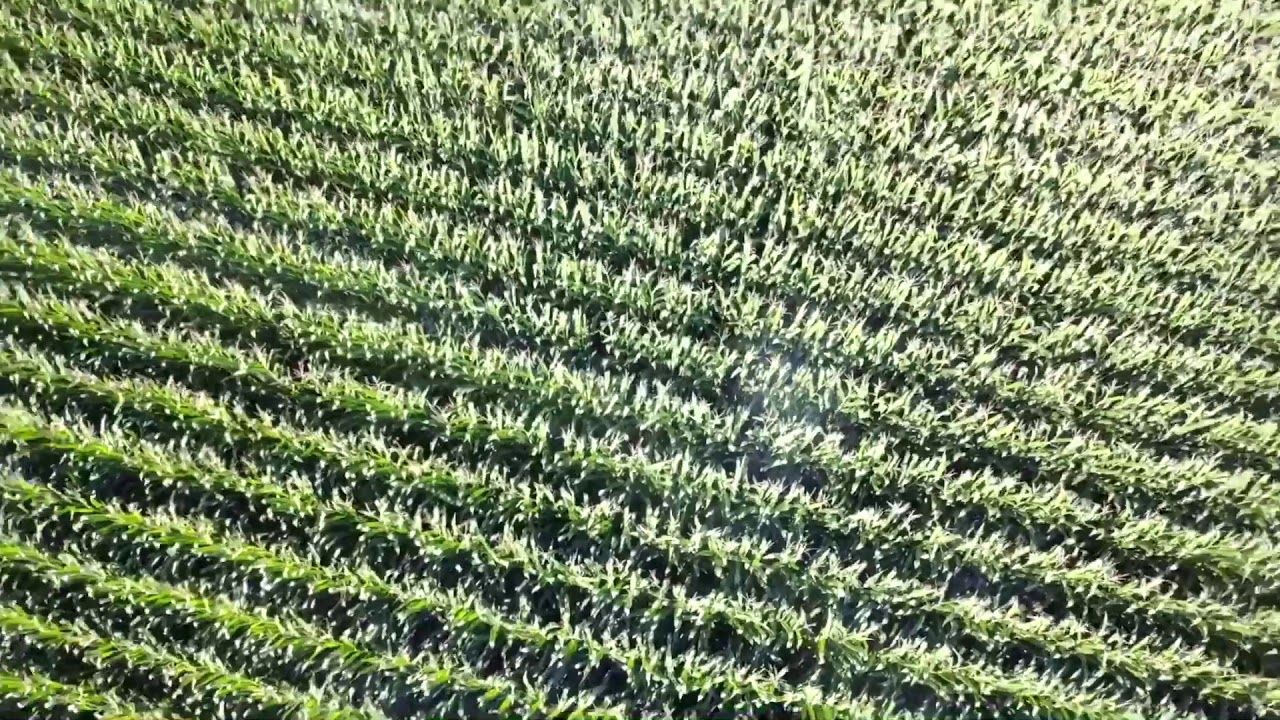 Aerial view of Indiana's Cornfields