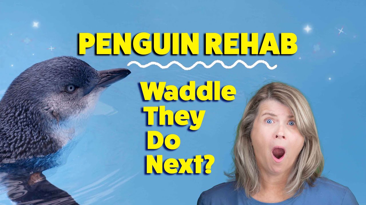 Sol Searcher Bob & Dee // Episode 4 - Penguin Rehab in Oamaru New Zealand
