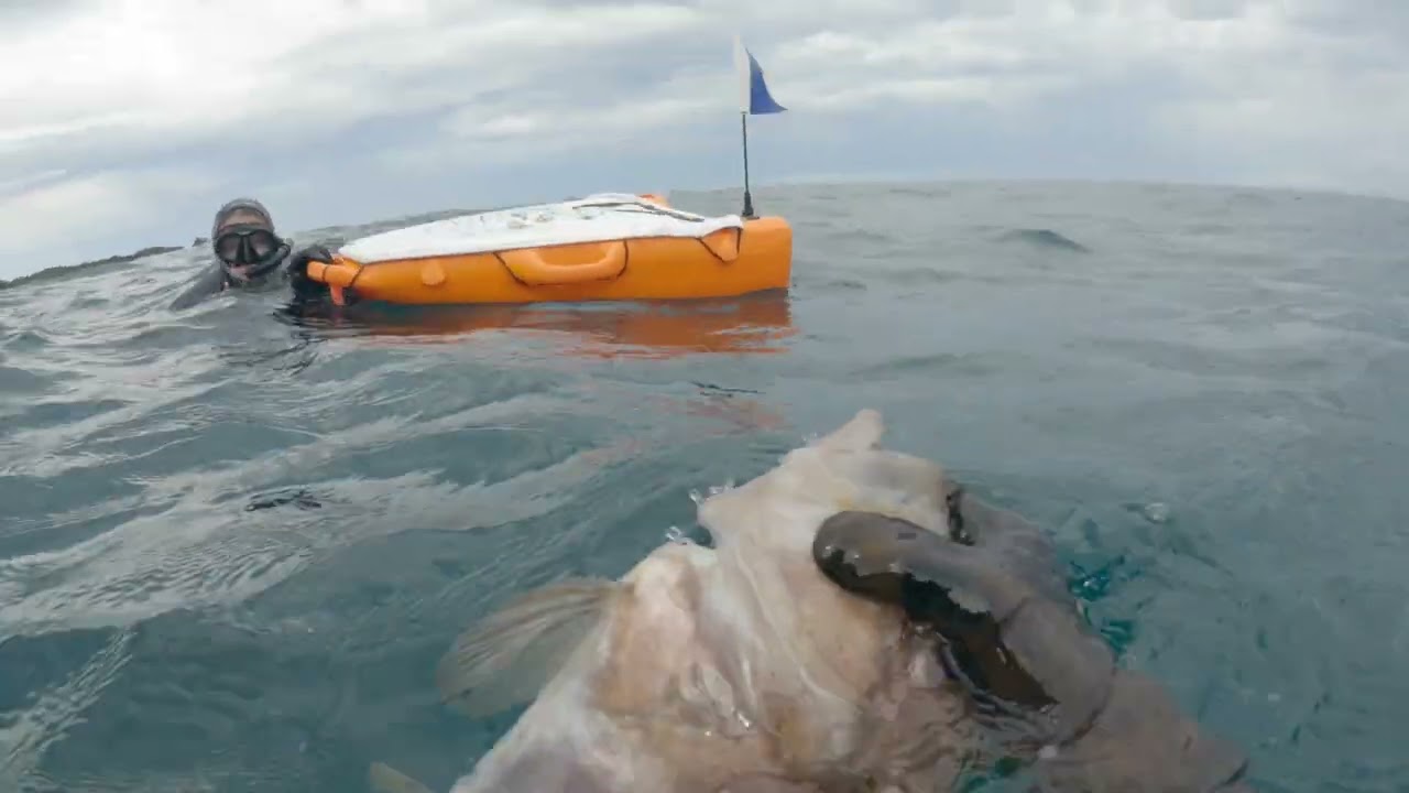 Wettie TV | How to find BOARFISH and JOHN DORY