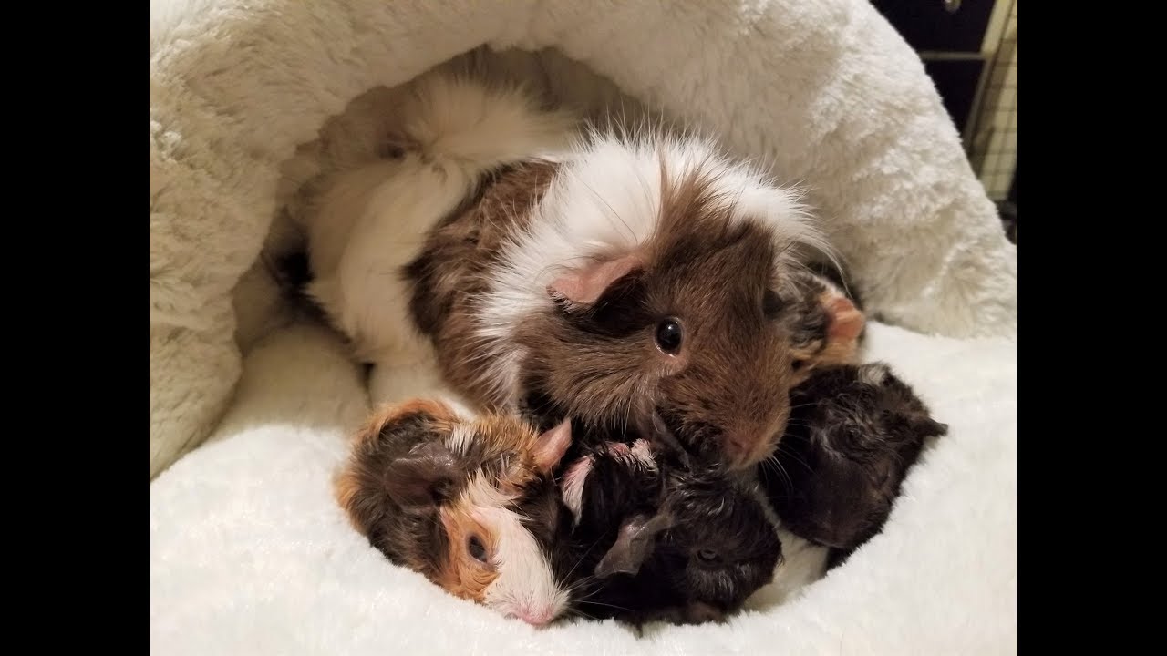 Guinea Pig Gives Birth to FOUR Babies!