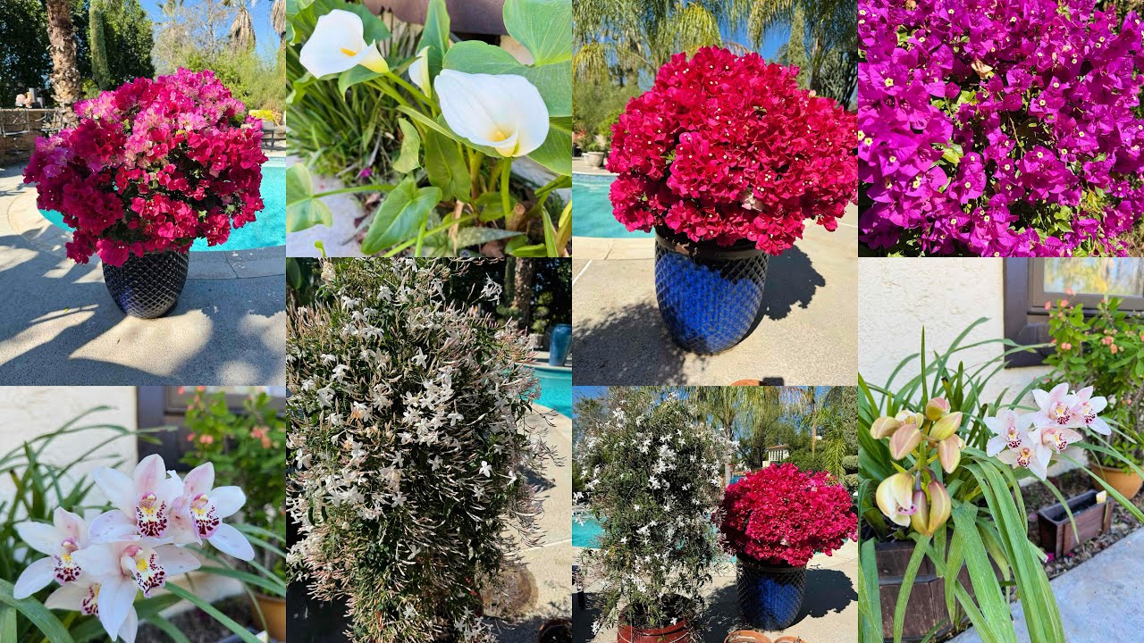 Todos los secretos y tips para que tus plantas florezcan todo el año.
