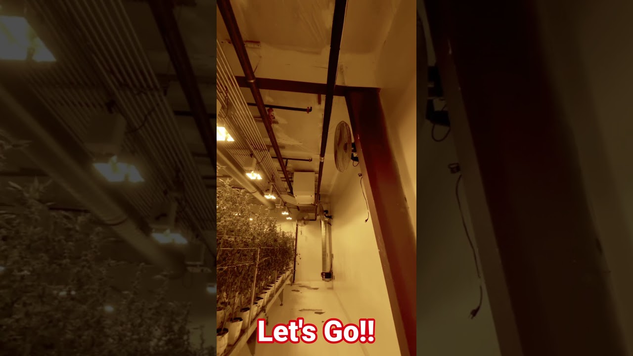 #indoor #grow #money #moneymindset #hustle #grind