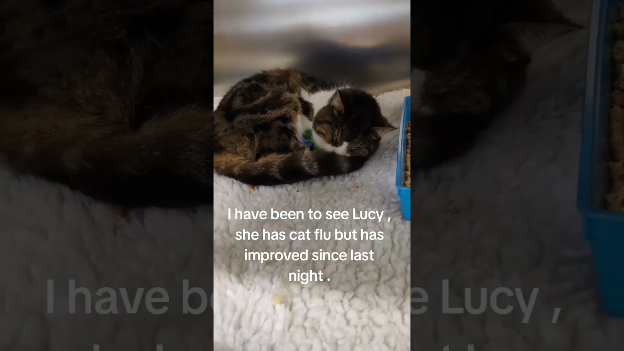 I have been to see Lucy , she has cat flu but has improved since last night . 