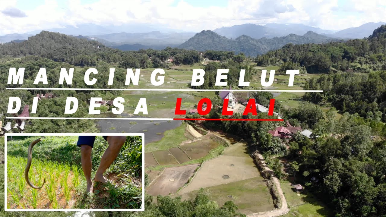 MANCING BELUT SAMBIL MENIKMATI ALAM TORAJA