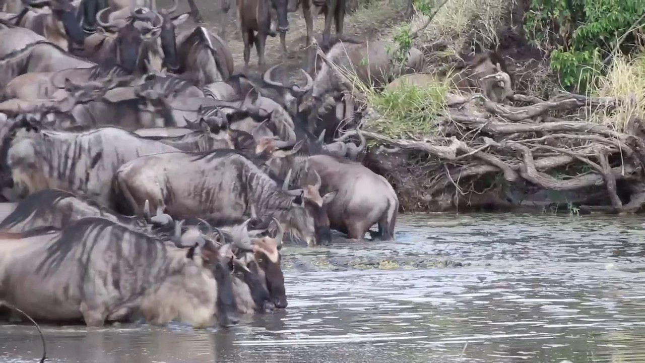 Wildebeest vs crocodile - Attack on the Grumeti River