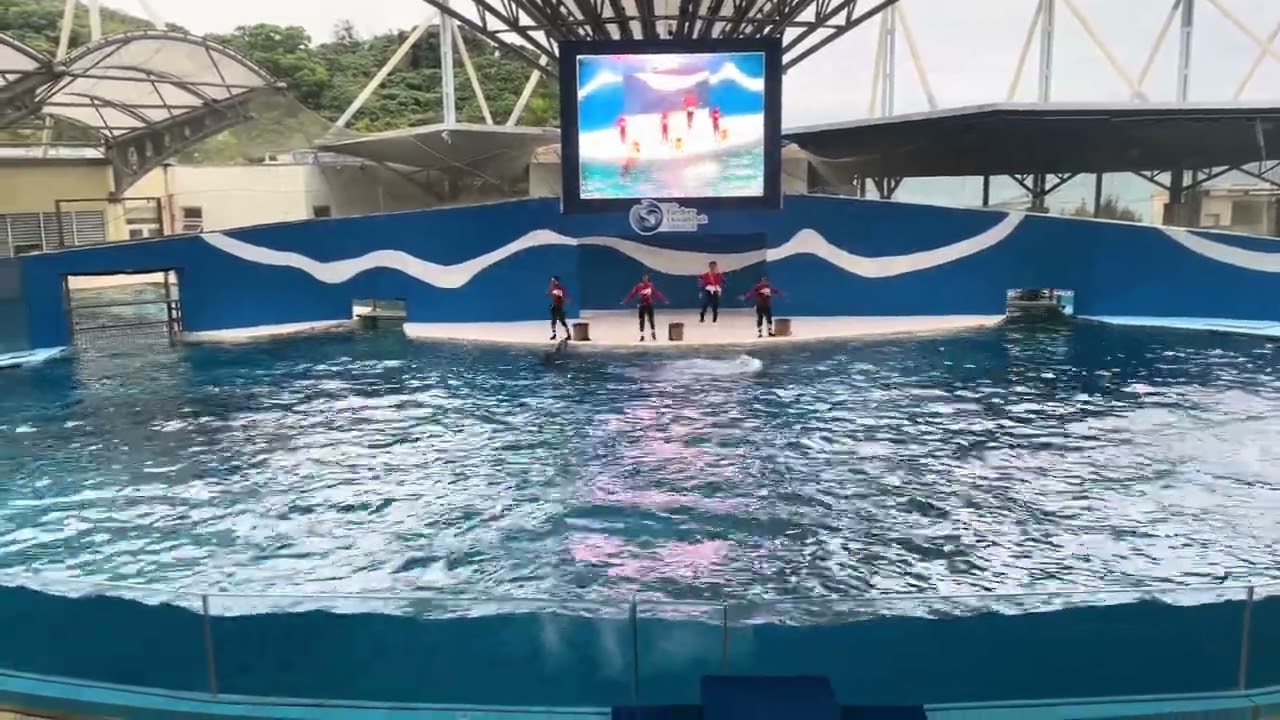 2023花蓮遠雄海洋公園_可愛海豚秀🐬純紀錄(Part 1)