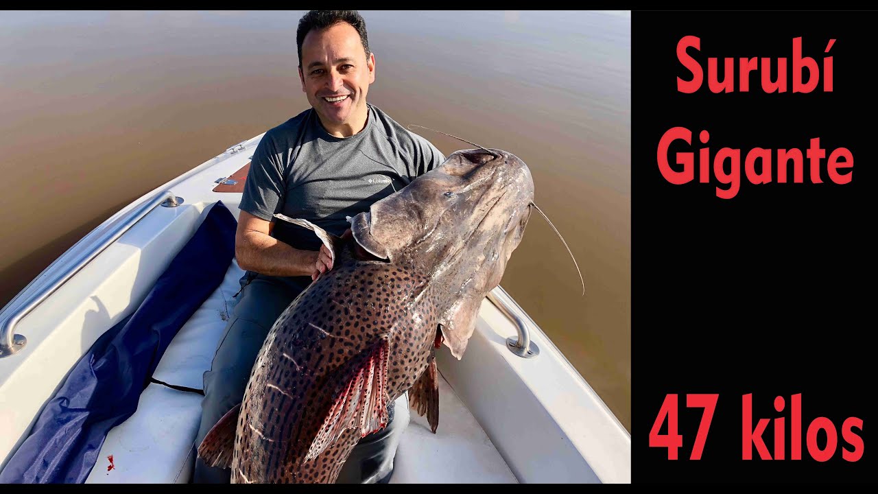 Surub&iacute; Gigante en el Rio Uruguay