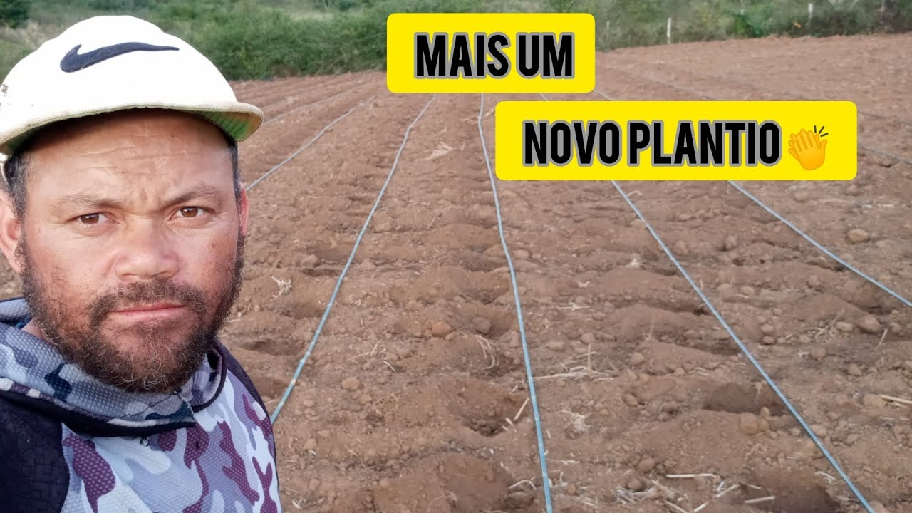 veja como eu faço antes de plantar as muduas de tomate.