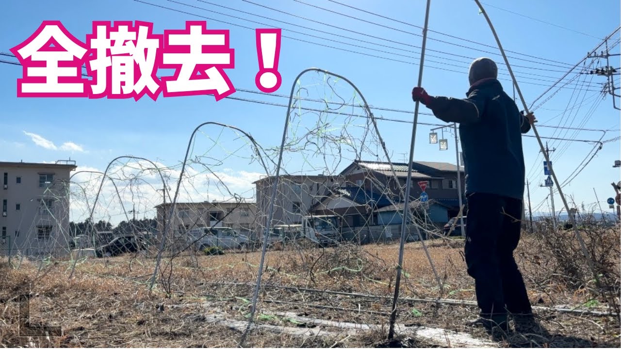 #きゅうりアーチ を完全撤去！片付けを2分に凝縮してみた🕰️#夏野菜作りの準備 、はじまっています【#家庭菜園】