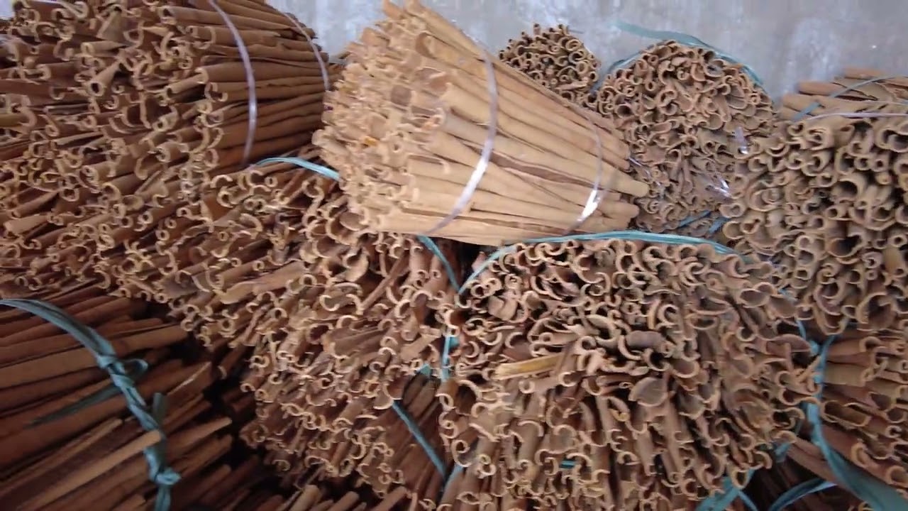 Explore the largest cinnamon factory in Vietnam | Unique production process