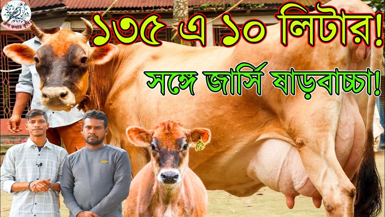 জীবনেও এত কমদামের গাভীর প্রতিবেদন করিনাই! সবার প্রিয় গরীবের বন্ধু রুবেল ভাইয়ের চমৎকার গাভীর কালেকশন।