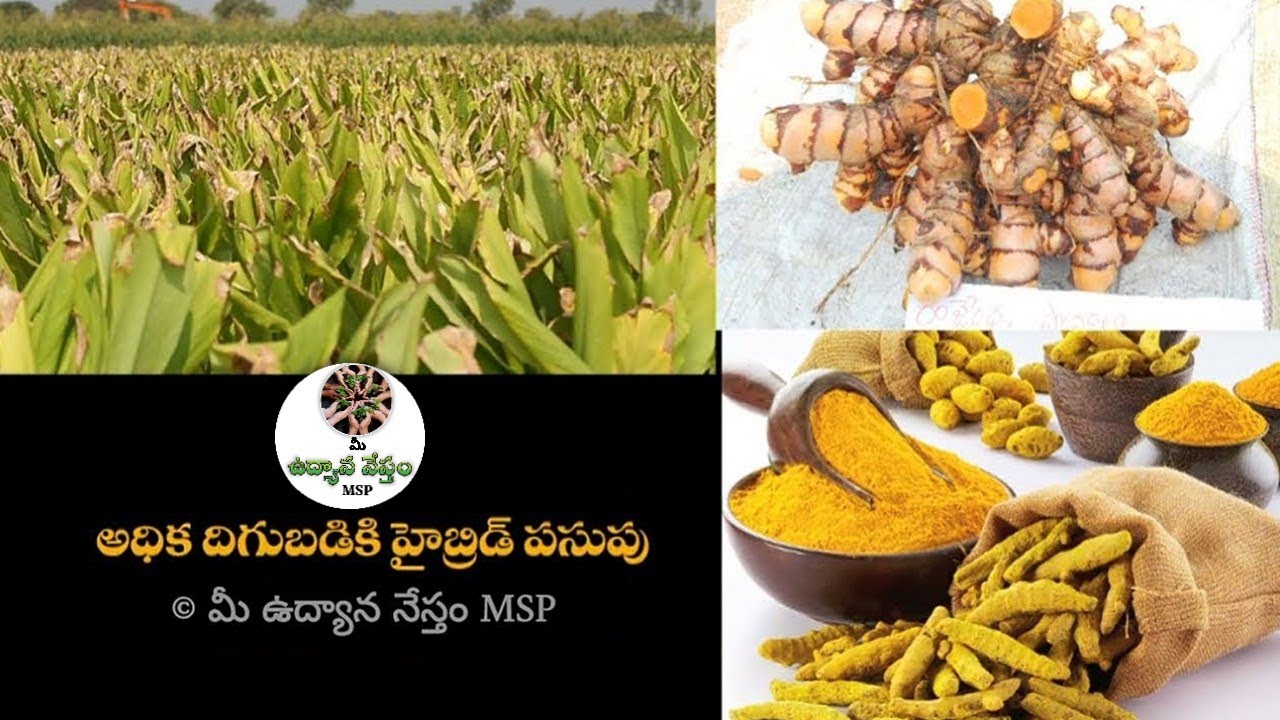 డ్రిప్ తో పసుపులో రెట్టింపు దిగుబడి (రైతు మాటల్లో) #udyananesthammsp #youtube #farmer #viral #agri