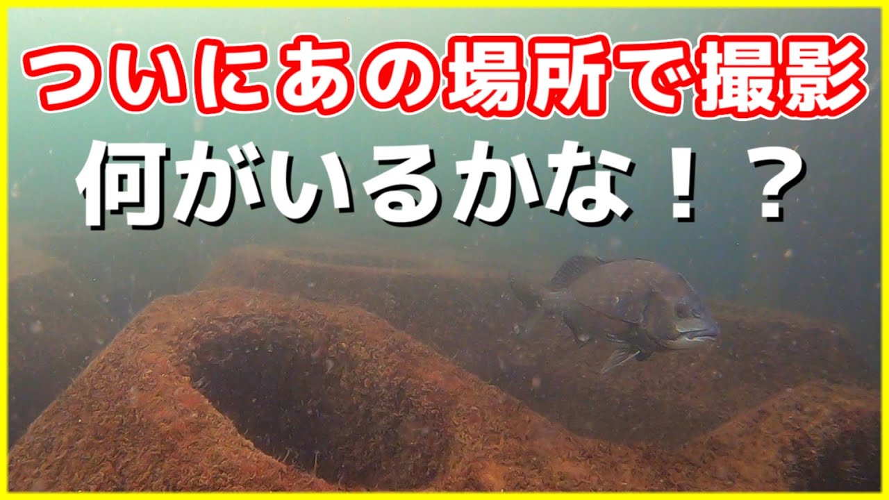 【ついにあの場所で撮影‼】兵庫県の釣り場  みんな気になる「南芦屋浜ベランダ」春の水中映像（３月）No.333