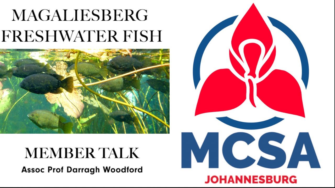 Magaliesberg Freshwater Fish- MCSA