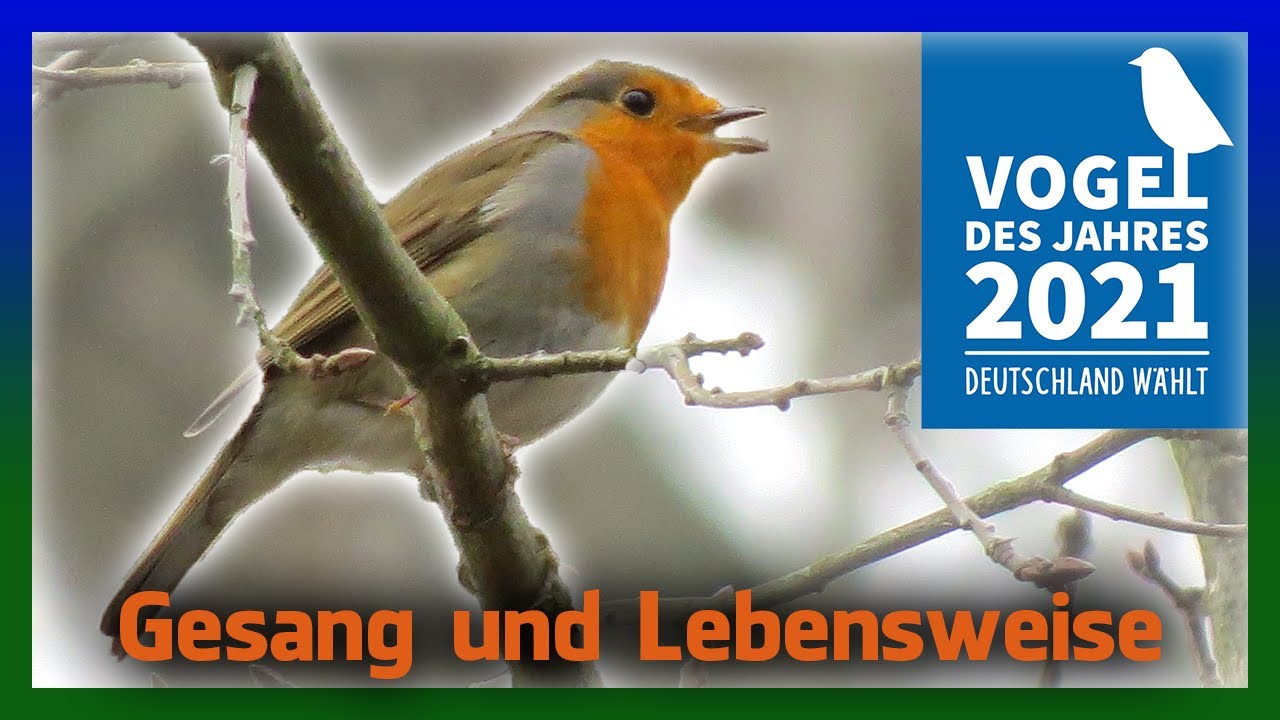 Rotkehlchen Gesang Lebensweise | Vogel des Jahres 2021