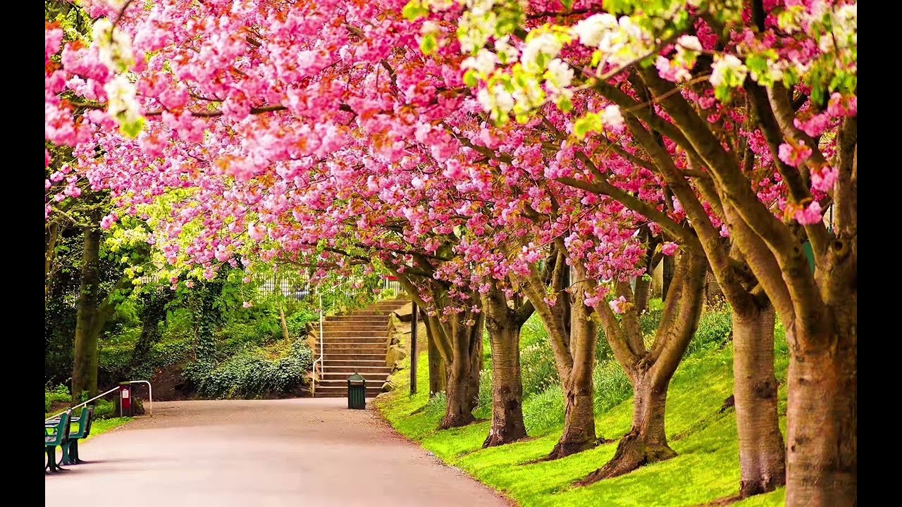 Hymnes et Louanges 595-Entends la voix du Sauveur …