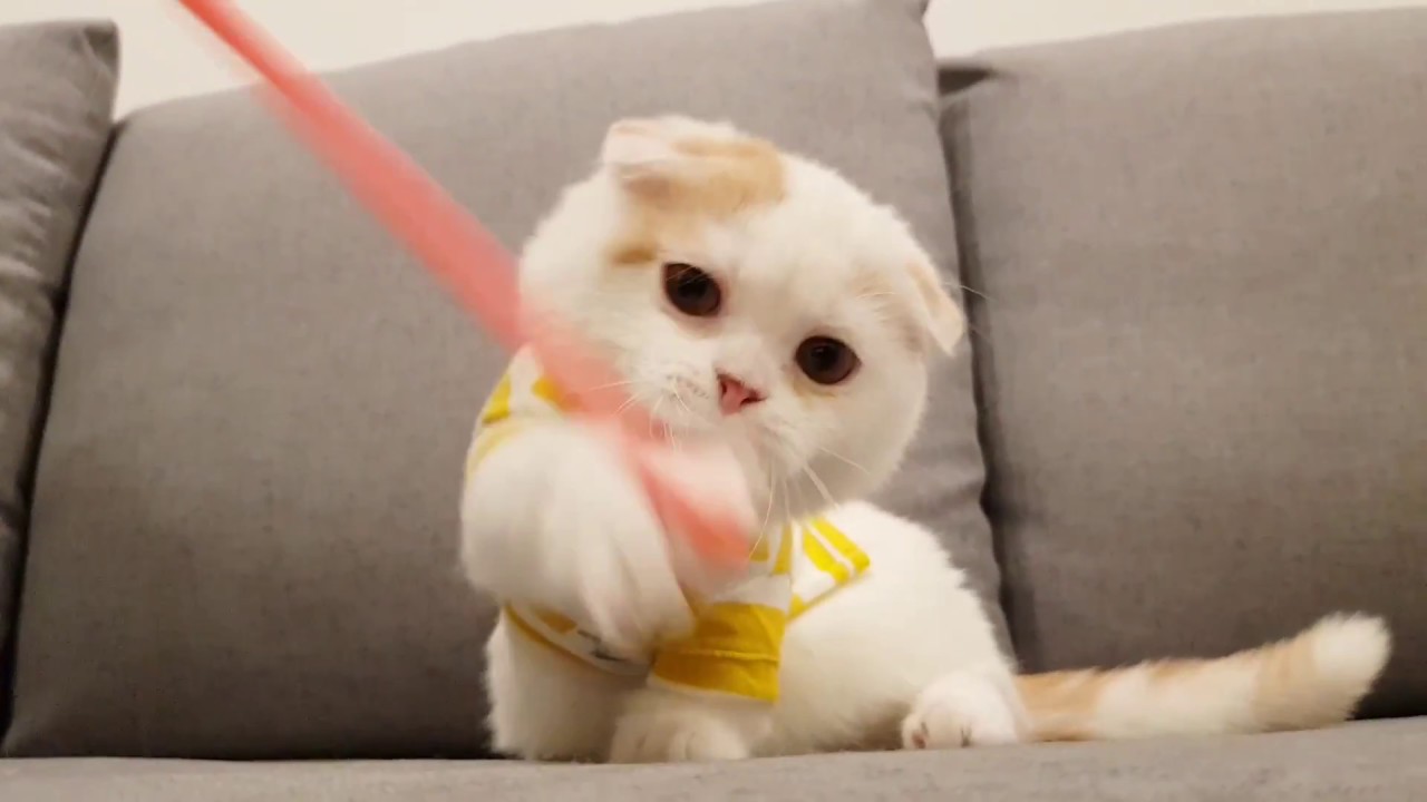 Lovely kitten kilt in the world cutest cat videos - Teacup puppies KimsKennelUS