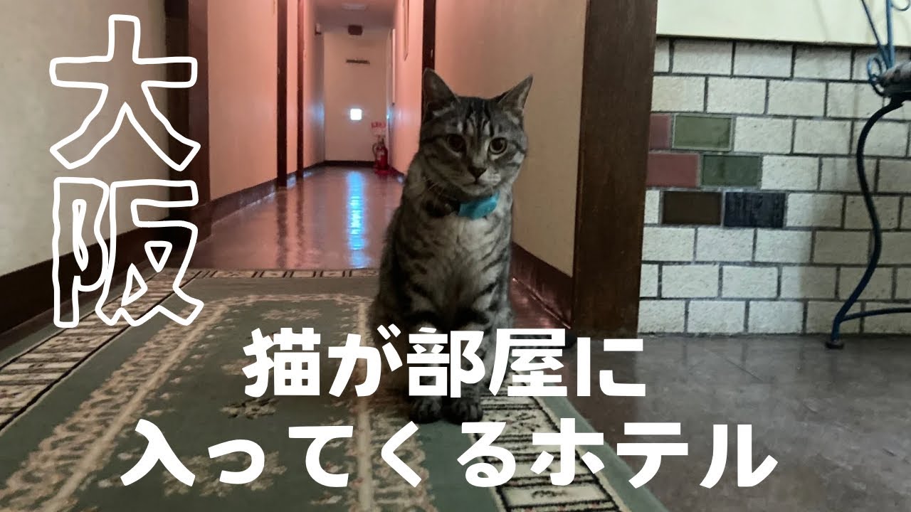 【大阪】猫のいるレトロなホテル【ホテルダイキ】