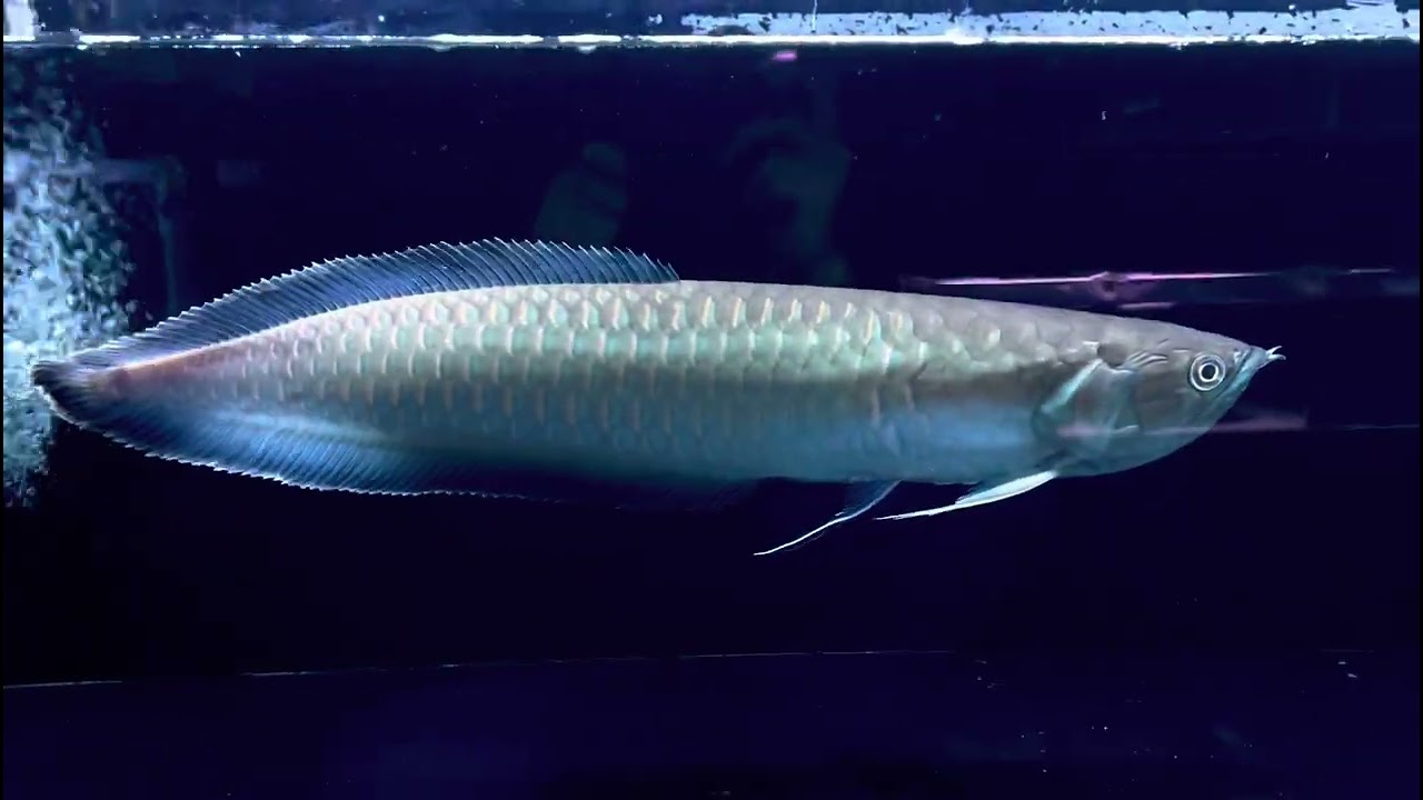 ブラックアロワナ