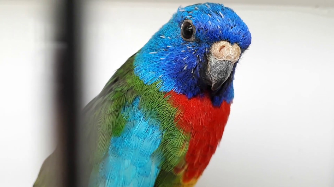 PERRUCHE SPLENDIDE - SCARLET-CHESTED PARROT - NEOPHEMA SPLENDIDA -REGGIO