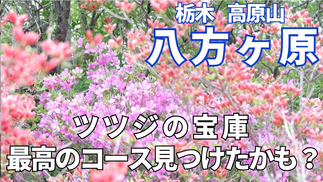 【栃木 八方ヶ原】ツツジの宝庫、最高のハイキングコースを見つけたかも！信じられない絶景ハイキング＆登山