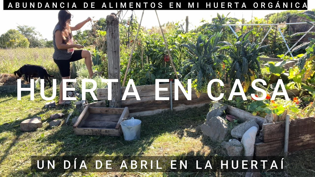 HUERTA DE ABRIL.. ABUNDANCIA PARA COSECHAR EN MI HUERTA EN CASA ! #huerta #huerto #garden #gardening