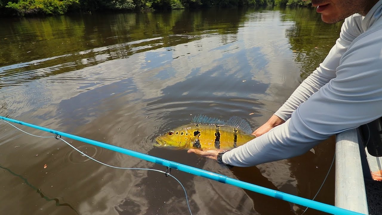 A LENDA DO ABACAXIS - Fly Fishing no rio Abacaxis, AM