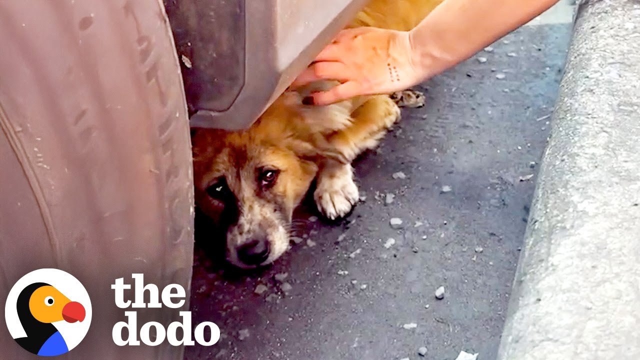 Dog Hit By A Car On A Busy Road Saved By Couple | The Dodo