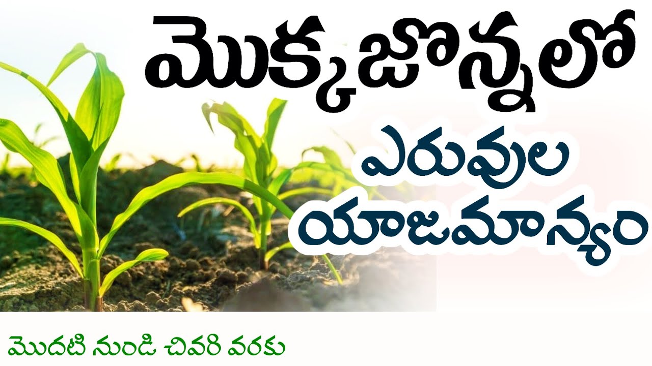 మొక్కజొన్నలో  సమగ్ర పోషక యాజమాన్యం | mokkajonna lo eruvula yajamanyam