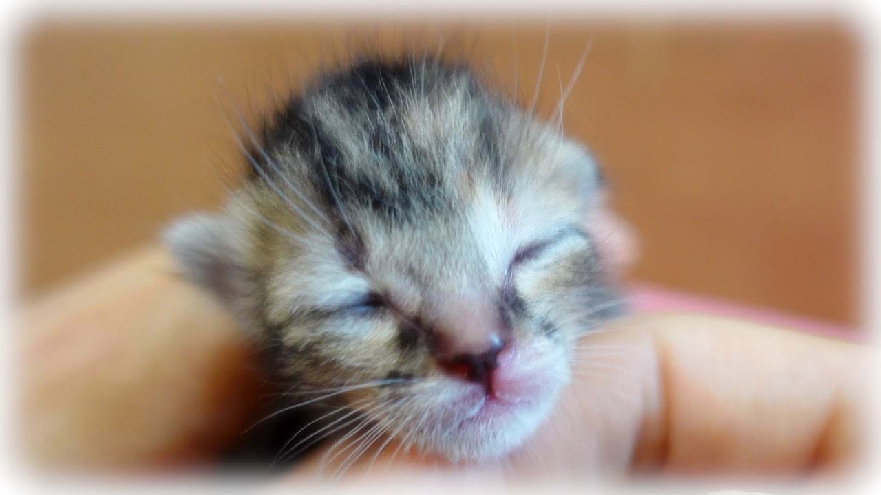 ミルク後のなでなでタイムで幸せな顔を見せる赤ちゃん子猫【生後3日】【保護猫】