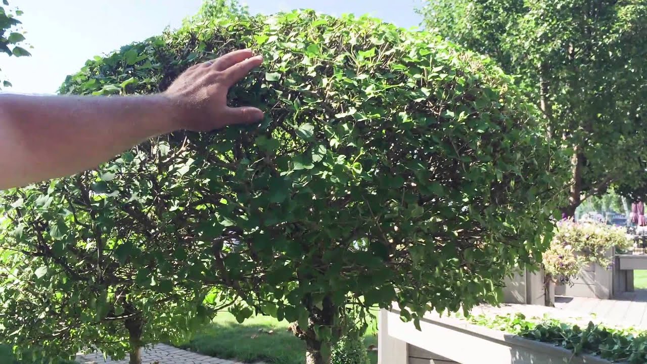 Trimming Shrubs - pt. 3
