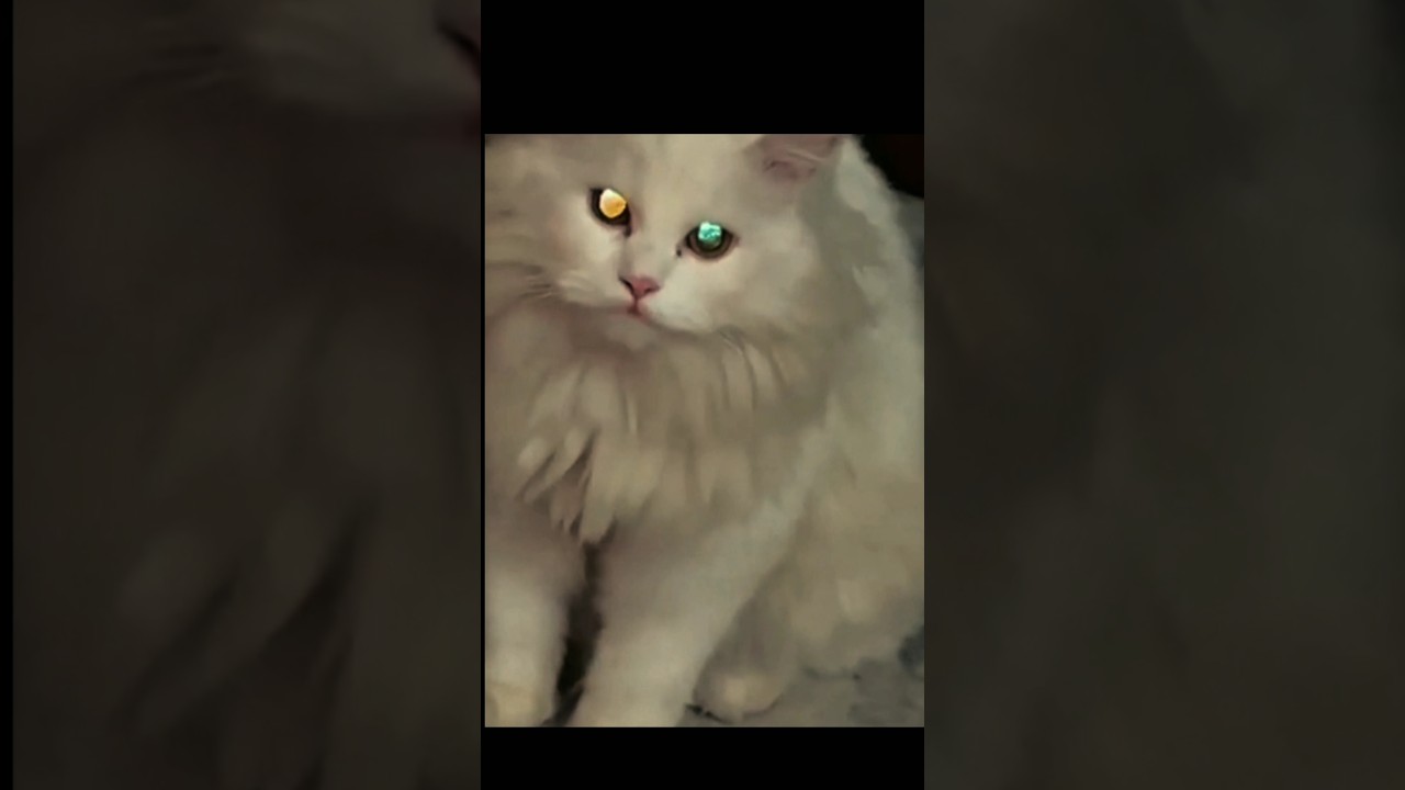 #rumi_meows #viral #trending #edit #parano