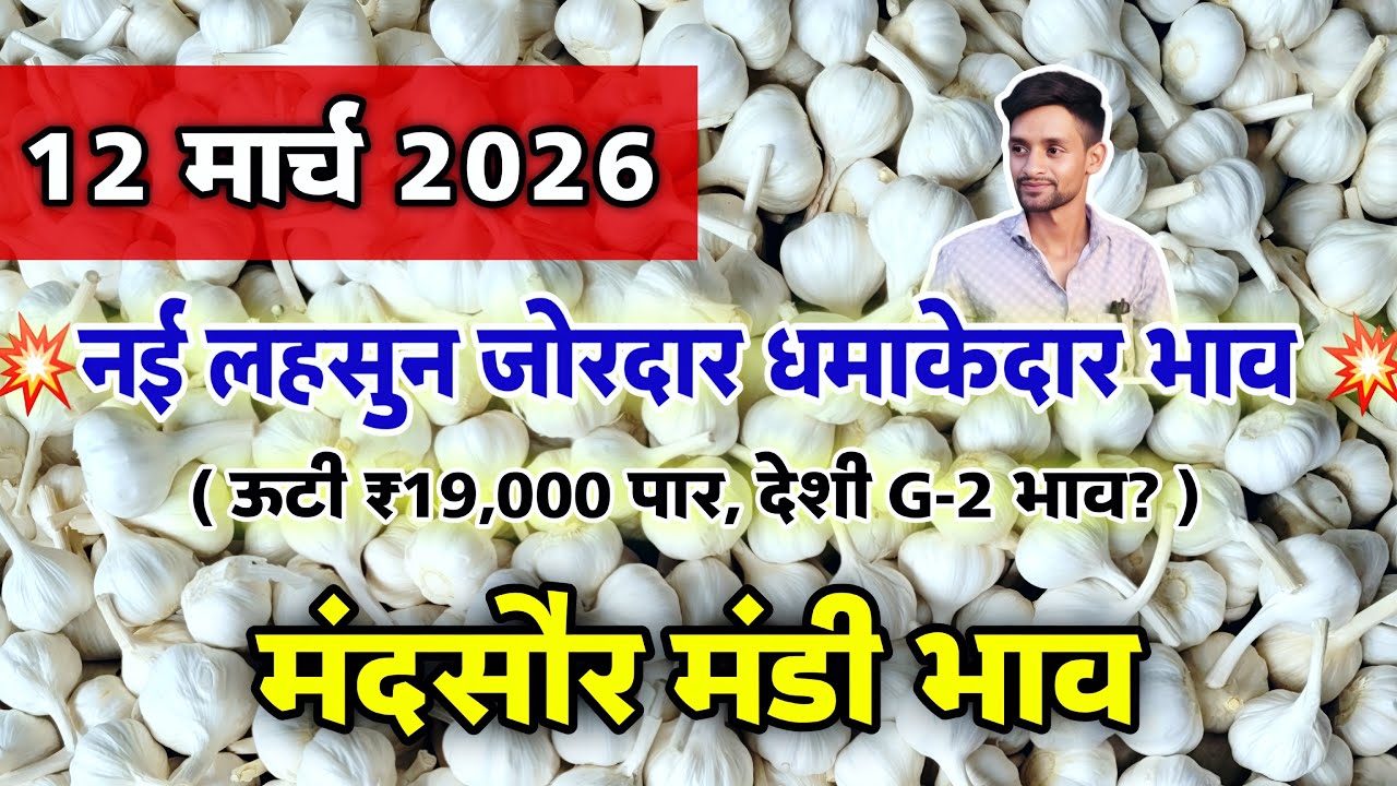 नई लहसुन का भाव मंदसौर मंडी 12 मार्च 2026 | ooty lahsun | New Garlic Rate #mandsaur_mandi_bhav 