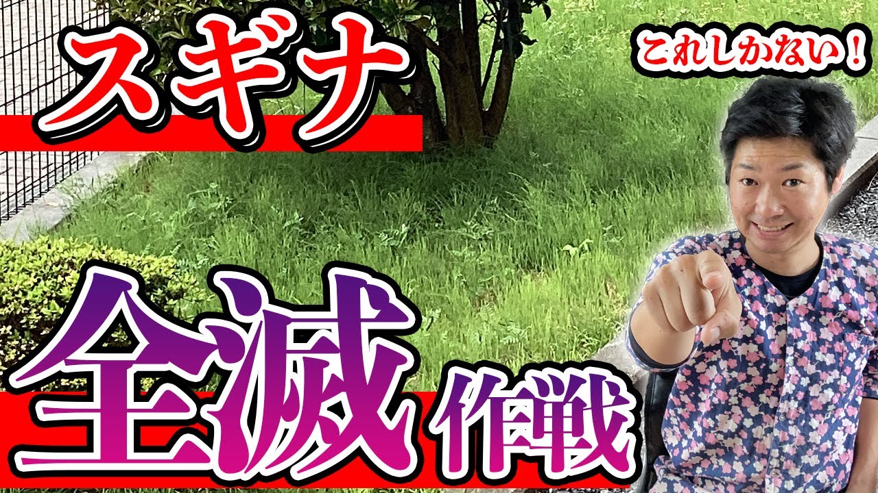 【これで解決】厄介なスギナを全て無くす夢の様な方法を伝授します【庭師が解説】