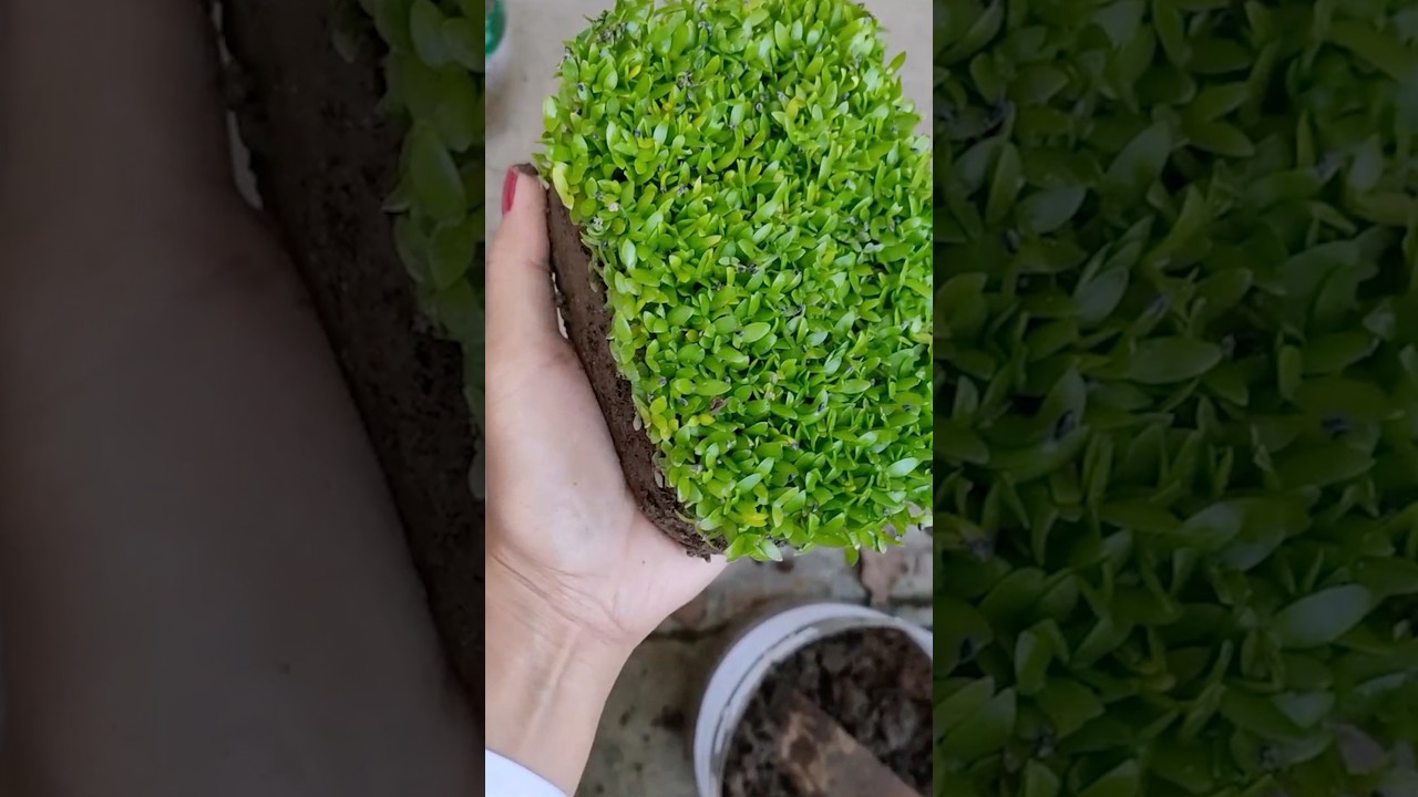 The Magic of Growing Dragon Fruit from Seeds #farmingtech @RomFarm