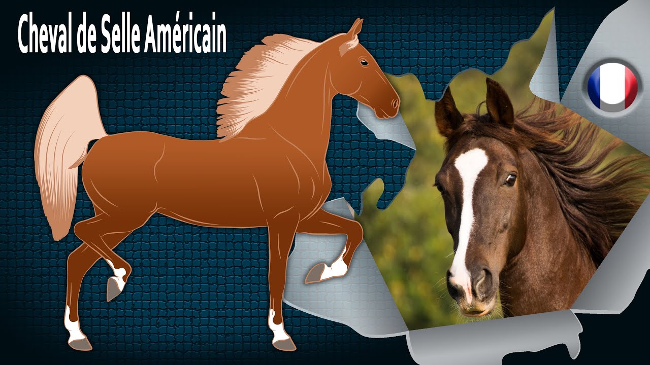 Cheval de Selle Américain, des chevaux gentils et particulièrement confortables, Races de chevaux