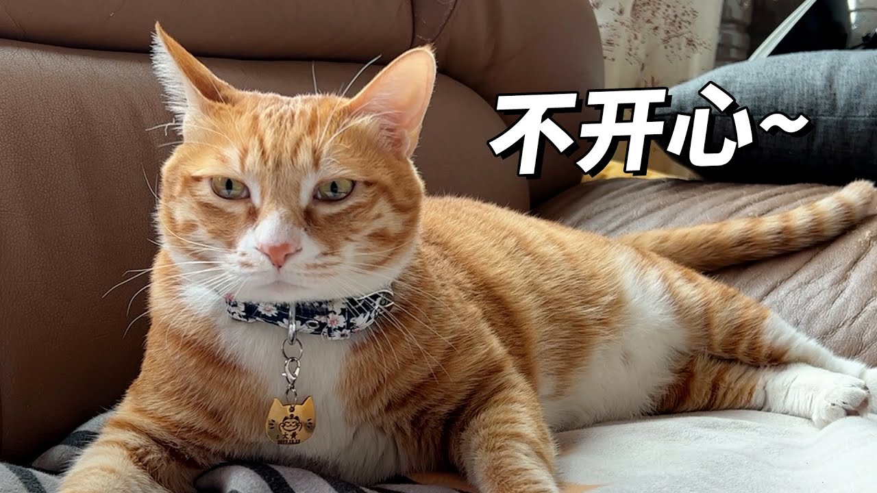 【旧视频】就像不想开学的小朋友，在乡下玩开心了，猫咪不愿意跟我们回城里打工了