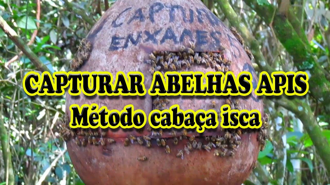Como capturar abelhas apis melliferas?! Método Cabaça.