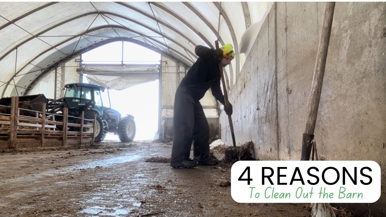A Fresh Bed For New Life: Prepping the Barn for Lambing