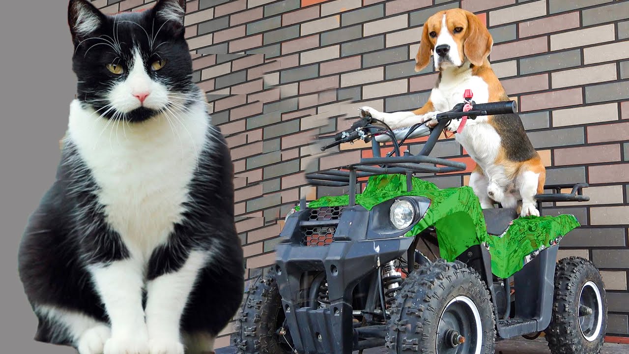 КОТ ПРОТИВ СОБАКИ. ДРУГ ИЛИ ВРАГ. БРОС ШОУ ПЕТ