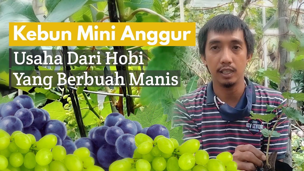 Kebun Mini Anggur Pekanbaru Buka Rahasia Budidaya Anggur Yang Bikin Kamu Auto Sukses