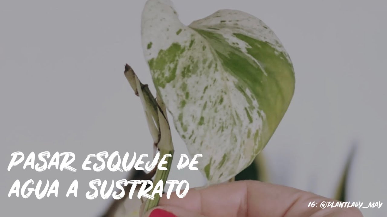 Cómo pasar un esqueje de agua a sustrato