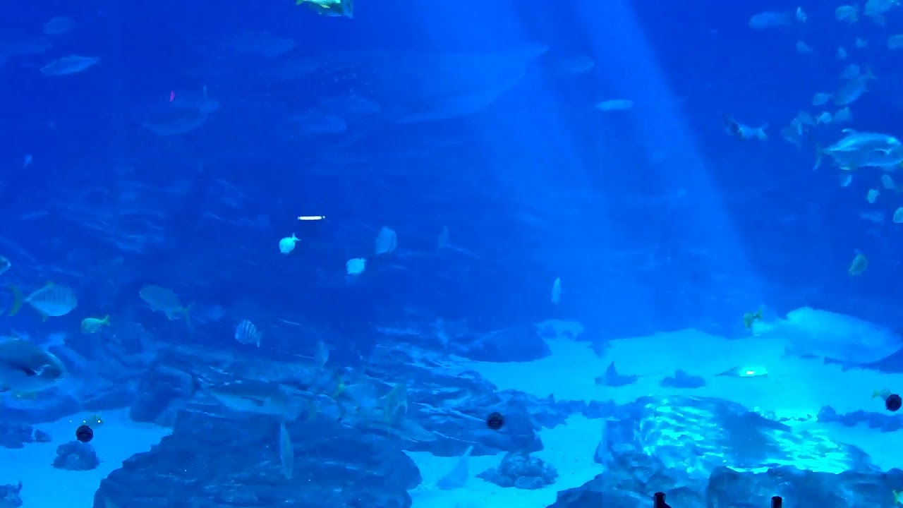 Georgia Aquarium - Ocean Voyager Cam
