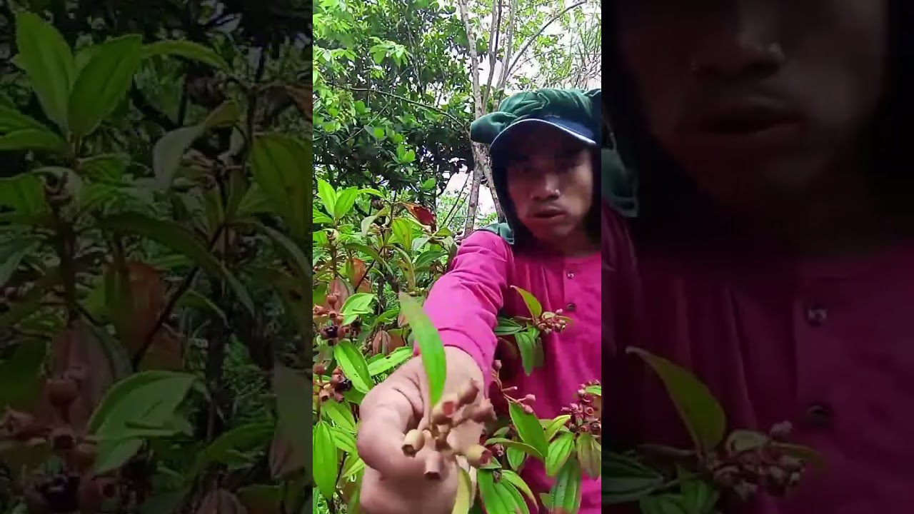 ISNAK SATA MGA BAI PRUTAS SA LASANG