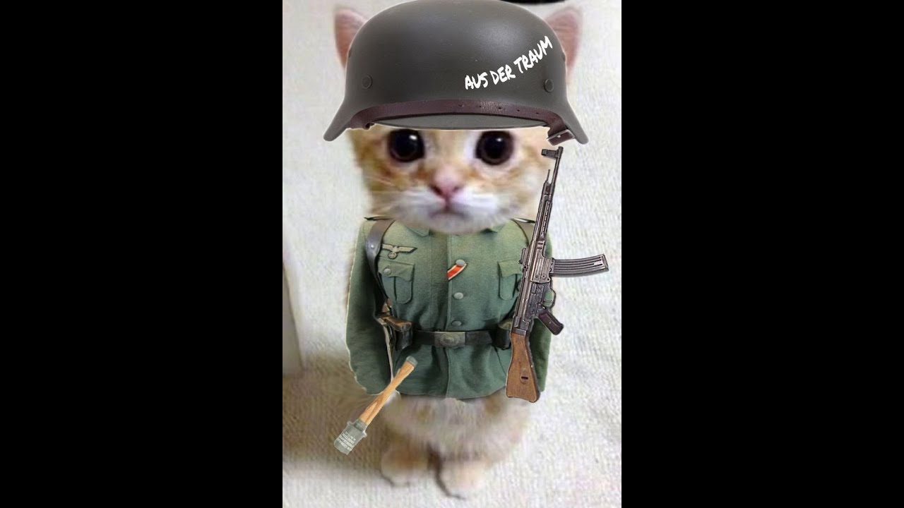 silly bf4 cats