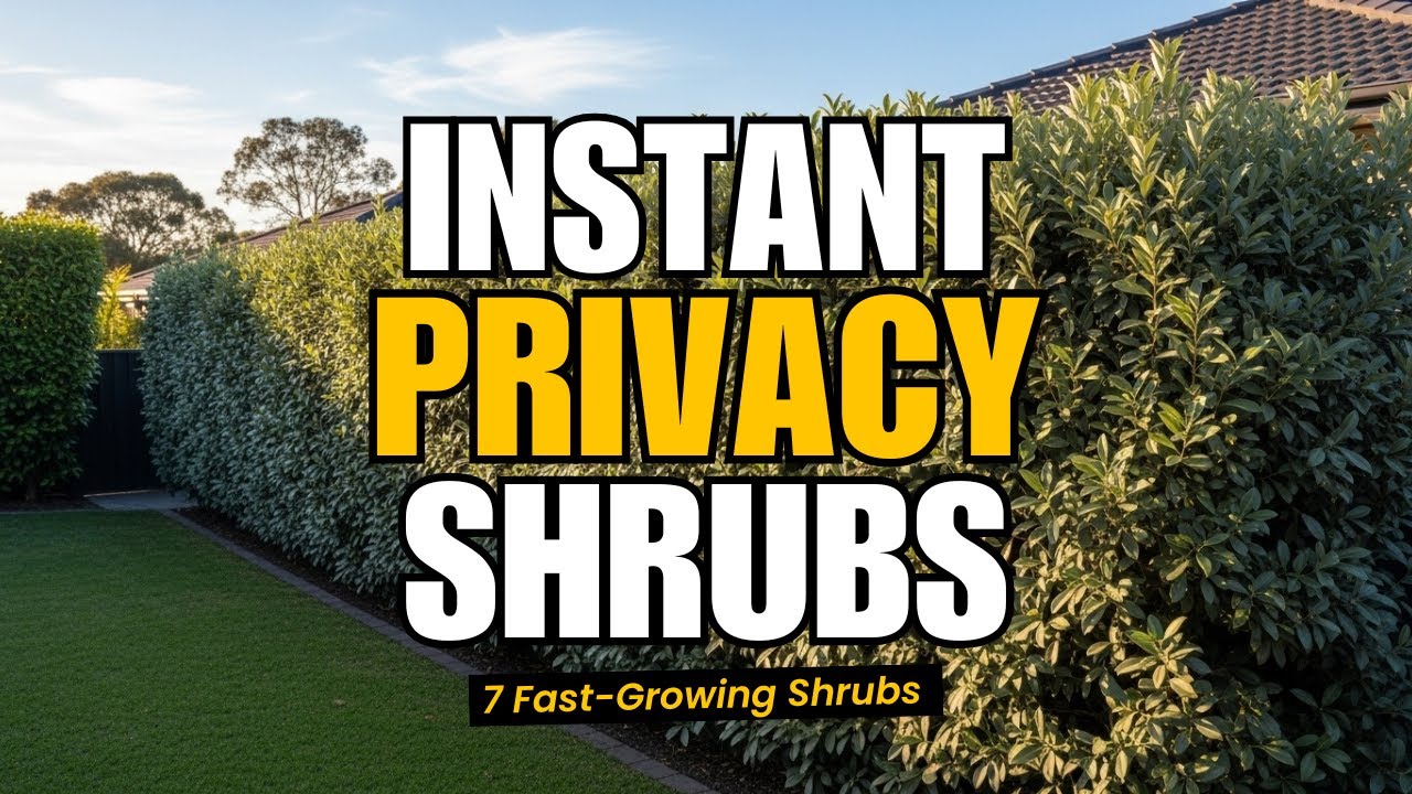 Plant These 7 Fast Growing Shrubs for Instant Backyard Privacy 🌿✨