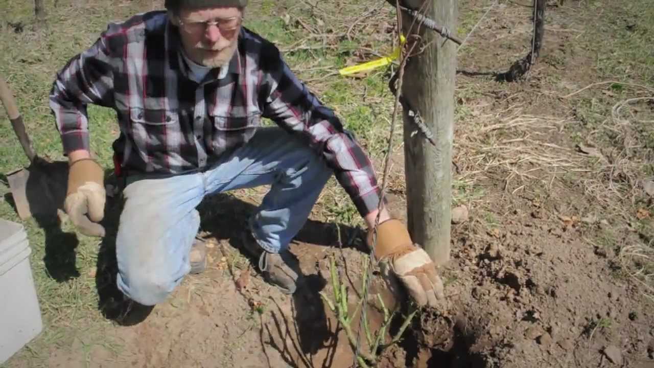 Planting Your Palatine Roses